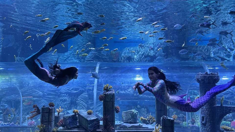 Explore Marine Life and Watch a Mermaid Show at Aquarium Paradise